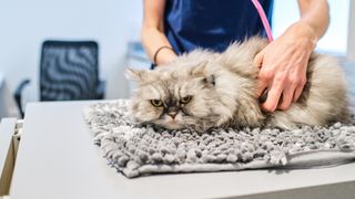 Veterinarian examining cat with stethoscope