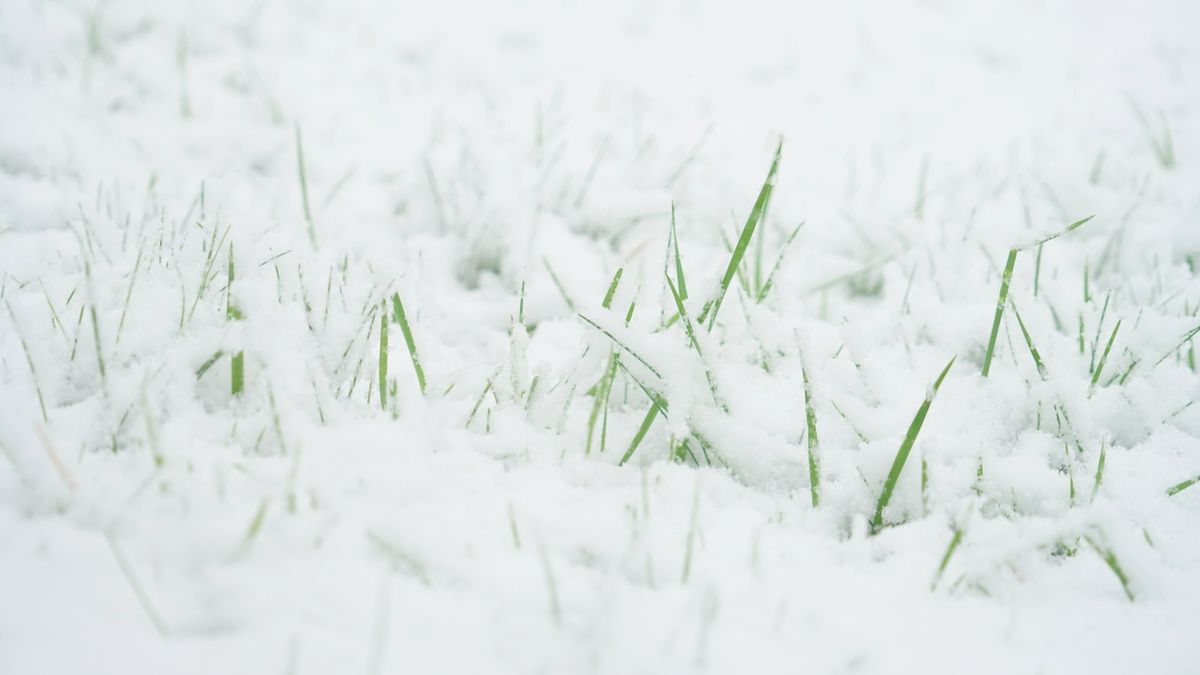 残すかクリアするか？芝生に雪が積もった場合の対処法