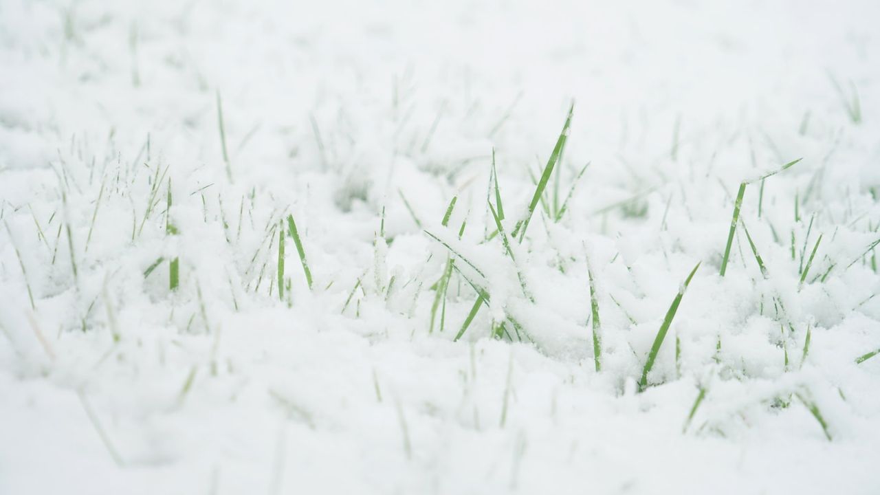 Grass blades coming through a layer of snow