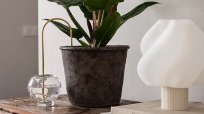 A curved gold plant straw in a potted plant on a sideboard beside a soft serve lamp