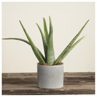 A potted aloe vera plant from Jackson & Perkins