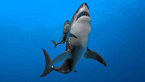Megalodon shark mamas had human-size cannibal babies | Live Science