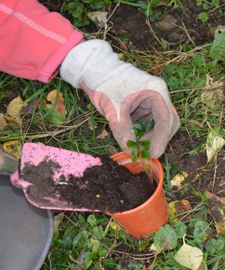 Potting up hellebore seedlings that are growing around the parent plant