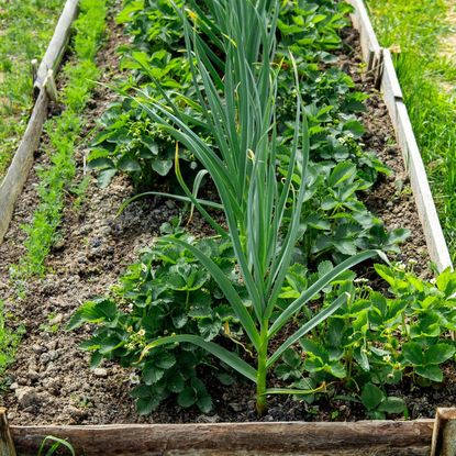 Companion Planting Garlic in Raised Bed Garden