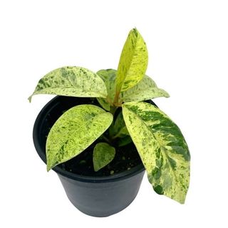 Ficus Moonshine Shivereana, 4 Inch, Variegated Rubberplant, Splash Rubber Plant