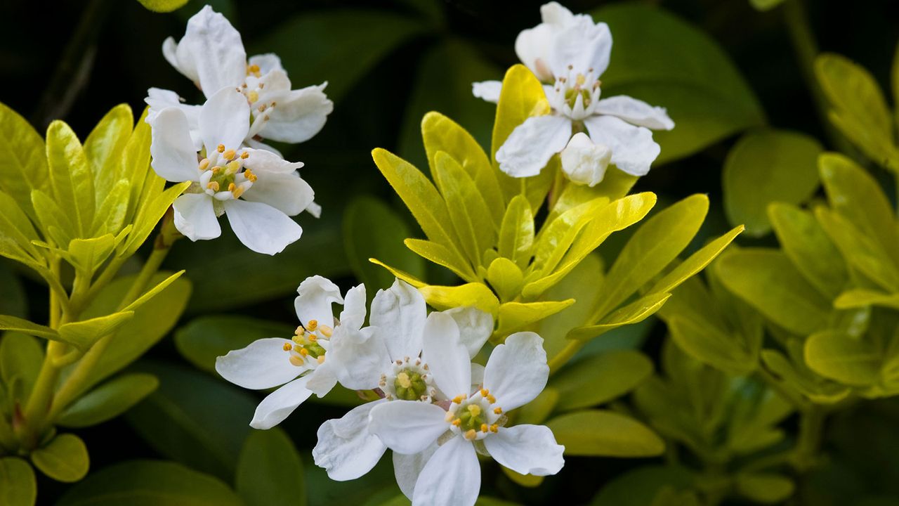 white flowers in bloom on a Mexican orange blossom &#039;Sundance&#039;