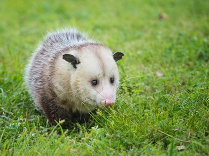 Dealing With Backyard Possum Problems - How To Get Rid Of An