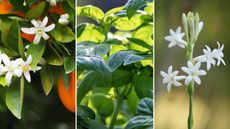 composite image of plants to make your greenhouse smell nice: orange blossom, basil, and tuberose