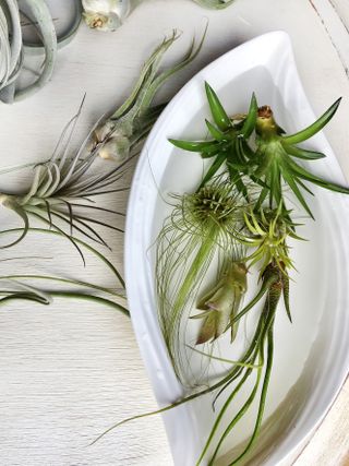 variety of air plants being soaked