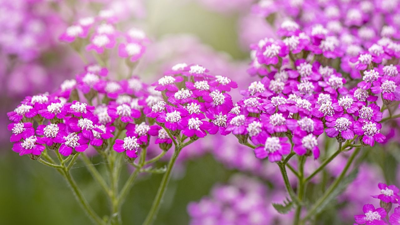 Common yarrow, Achillea millefolium, Achillea Tutti Fruiti Series &#039;Pink Grapefruit&#039; Yarrow