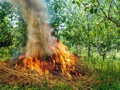 A pile of dry grass being burned in the woods