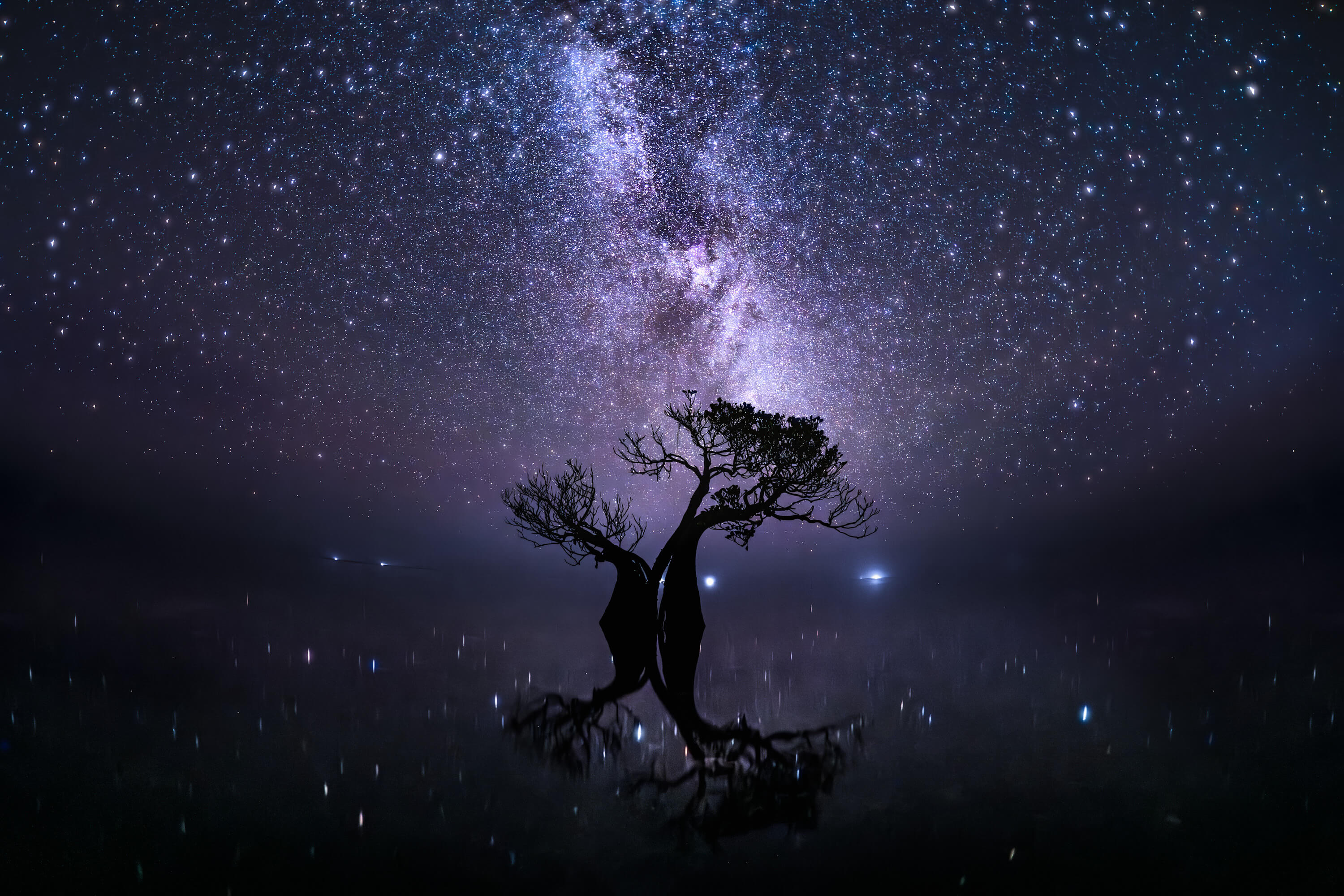 Mangrove growing in shallow water below stary night sky.