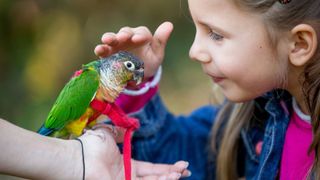 Child petting bird