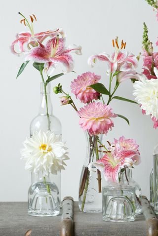 dahlia tubers dahlias in vases