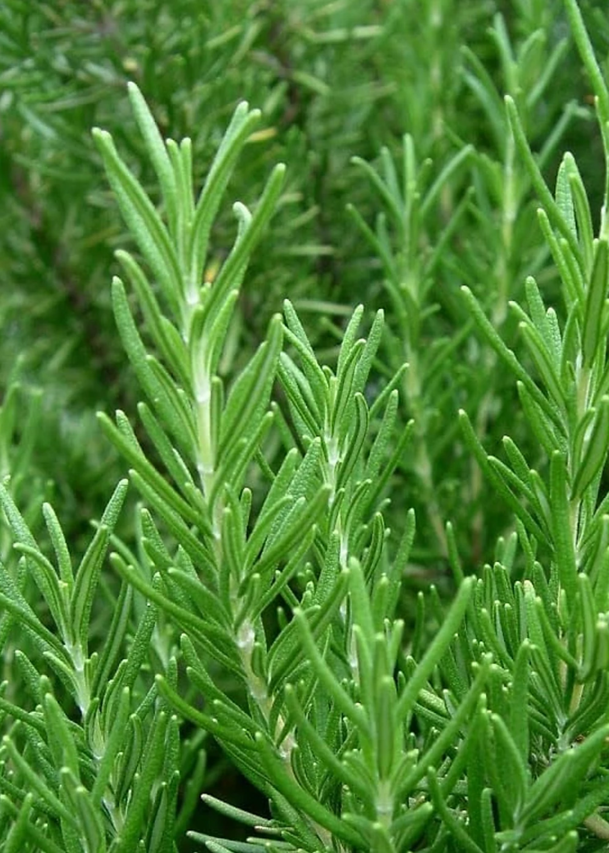 A close-up of rosemary leaves