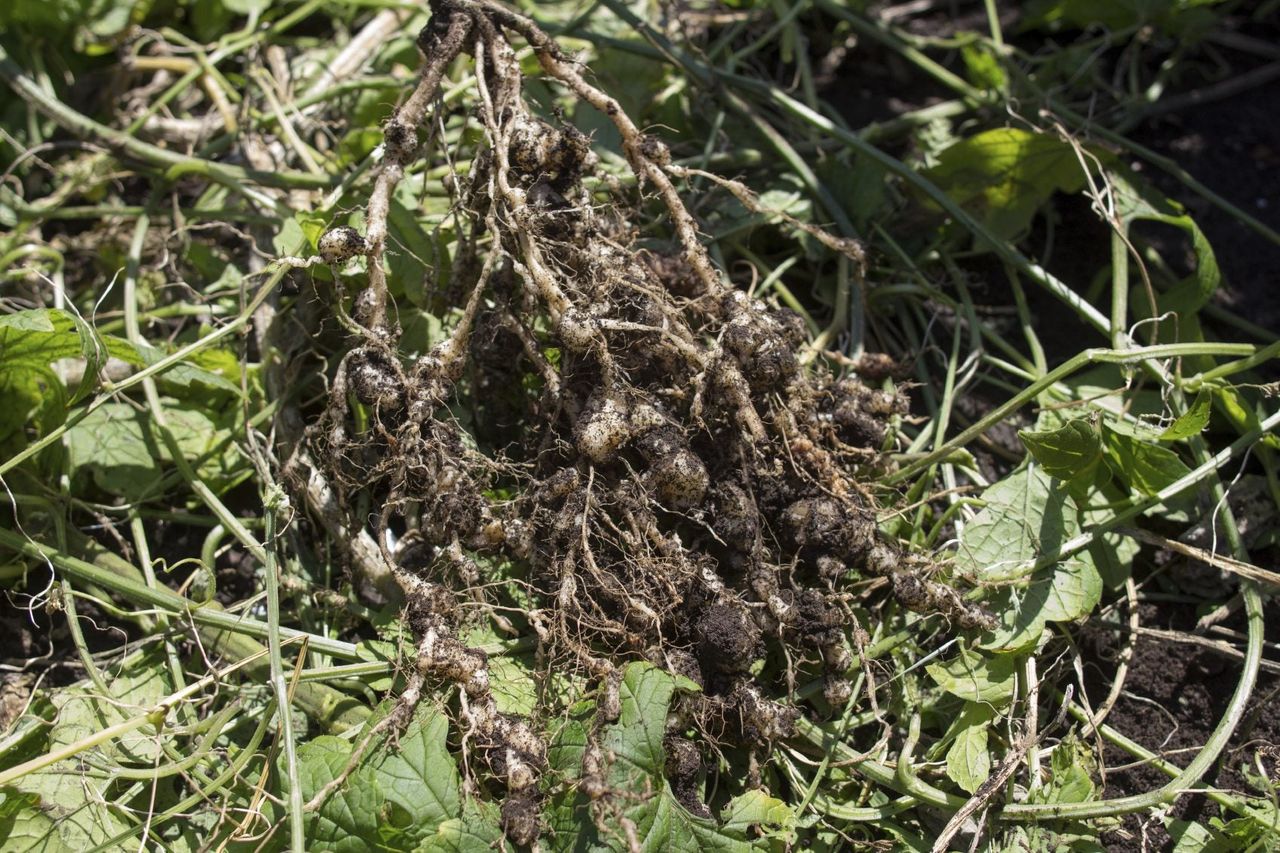 Root Knot Nematode Disease