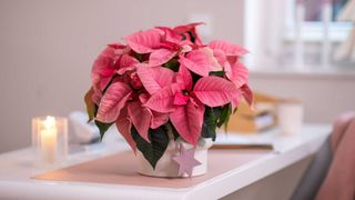 potted pink poinsettia on table indoors