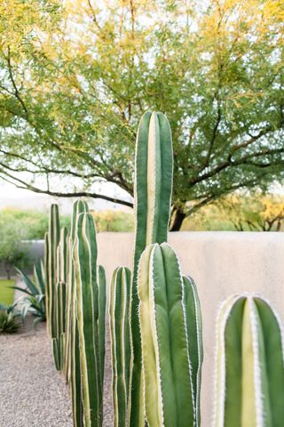 Tall plants by the side yard