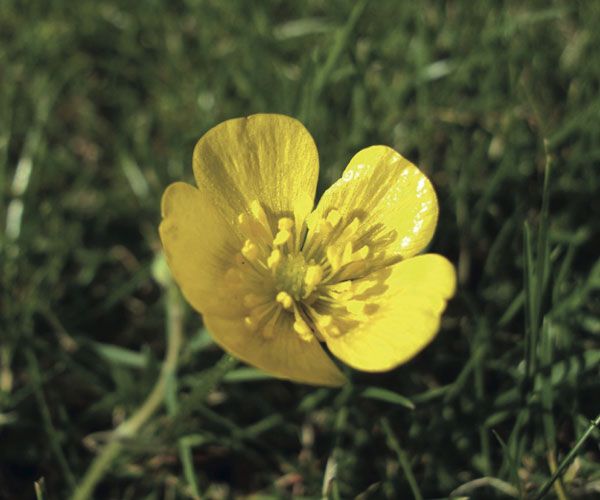 buttercup flower, ranunculus repens, the anatomy of a buttercup&#039;s petals explain its unusual gloss. 