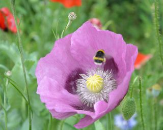 Pink oriental poppy with a bee