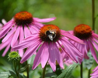 close up of echinacea blooms with bee