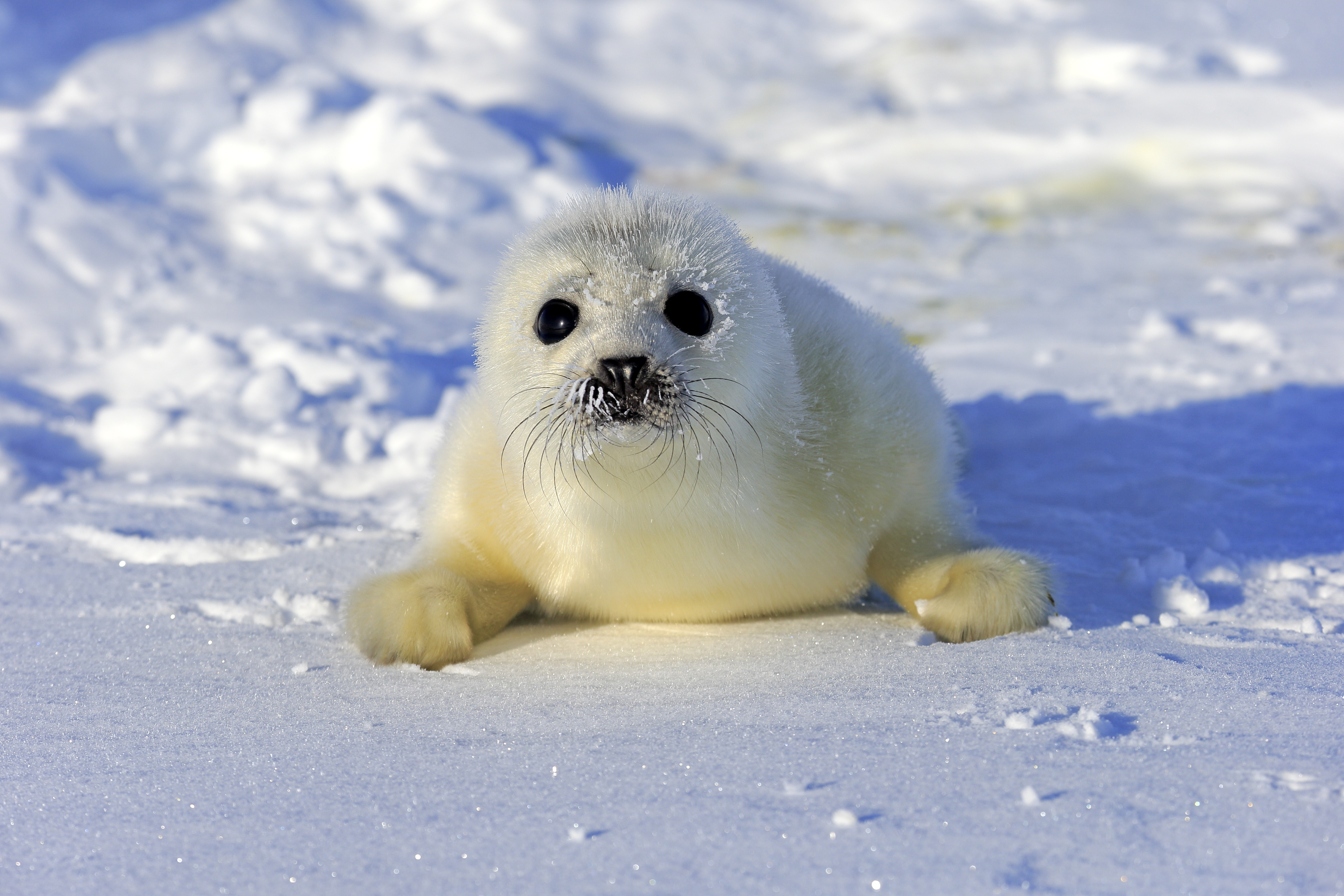 Harp seal pup on snow