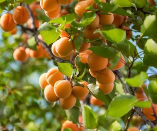 Apricot fruit on tree