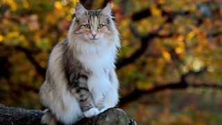 Norwegian Forest Cat sitting on a log in autumnal forest