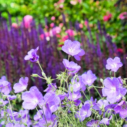 Purple hardy geranium, cranesbill, in flower