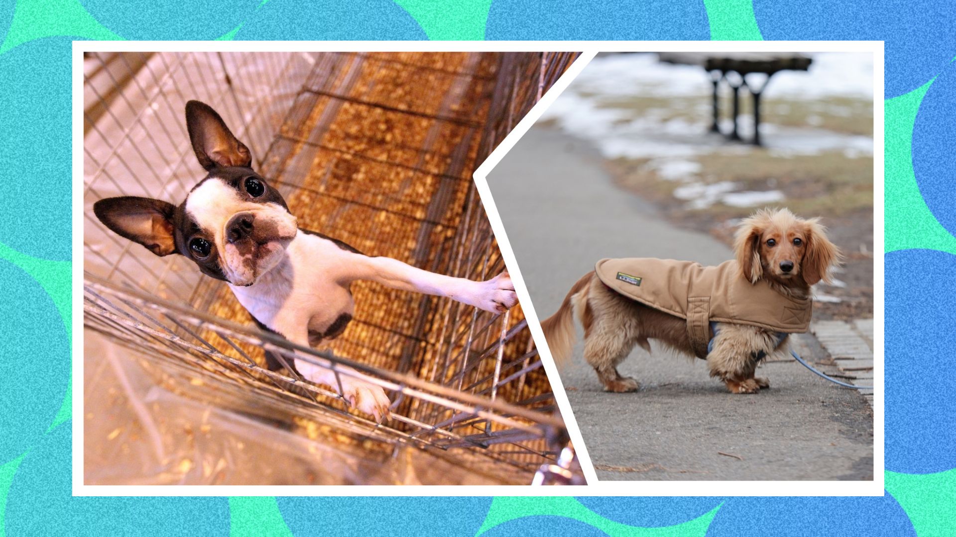 Am image of a Boston Terrier sliced together with an image of a Miniature Dachsund 