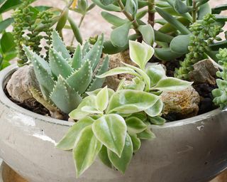 succulents in a bowl including short leaved aloe