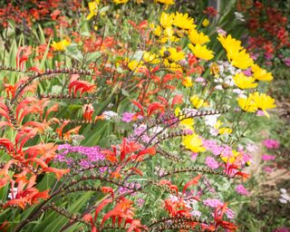 colorful perennial flowers