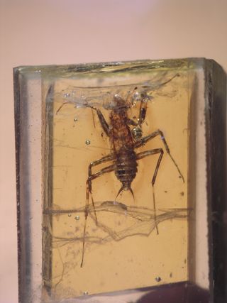 A close-up of the 128-million-year old mantis Burmantis libanica, the oldest known mantis species preserved in amber.