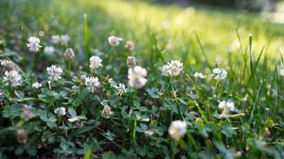 White clover growing in a lawn