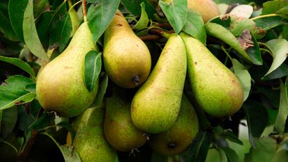 Close-up of a cluster of ripe pears hanging on a fruit tree 