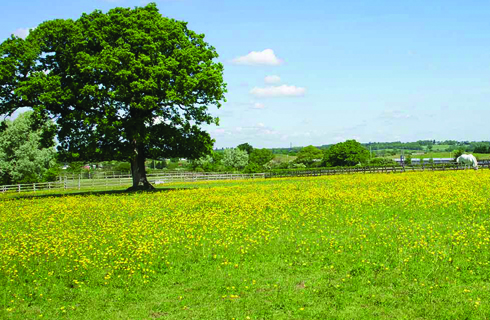 Field pic