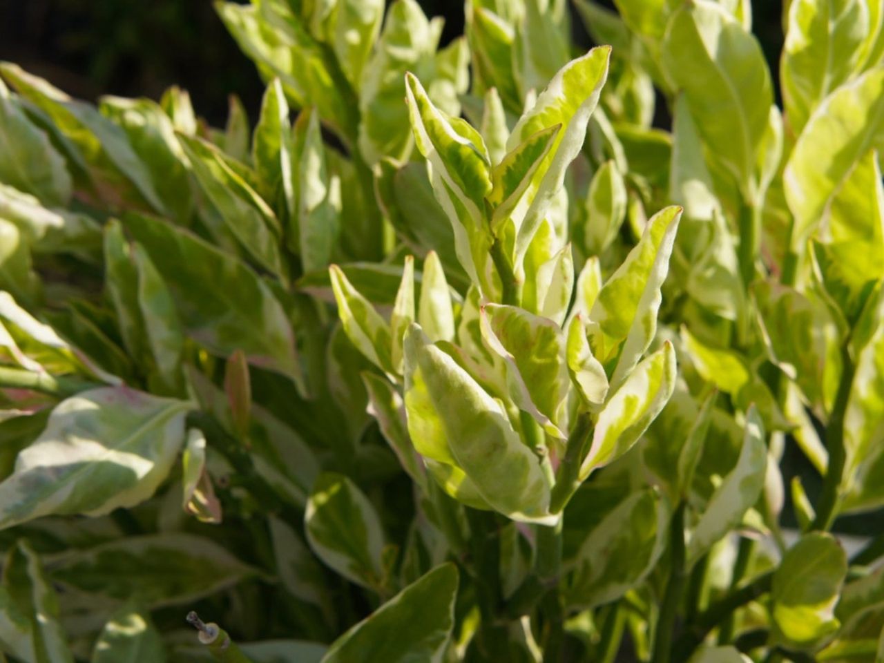 Devil&amp;#39;s Backbone Plant