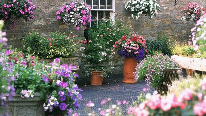 container gardening ideas: petunias on patio