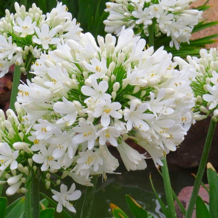 Agapanthus Umbellatus Albus Giant White - Lily of the Nile Plants - Giant Football Sized Flowers