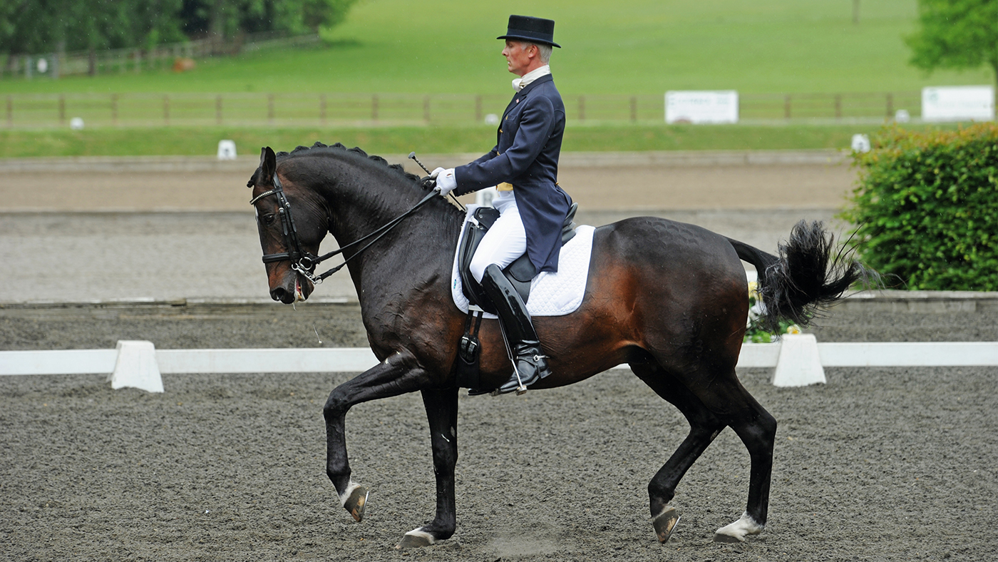 dressage stallion