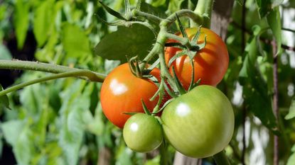 Red and green tomatoes growing on a vine