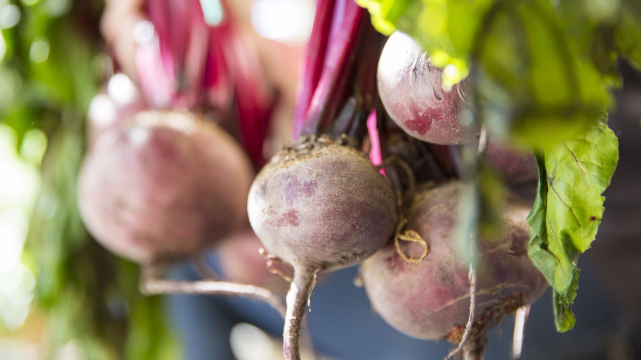 A bunch of fresh beets harvested from the vegetable garden