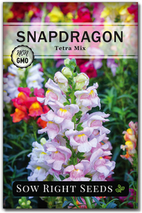 Snapdragon seeds, Amazon