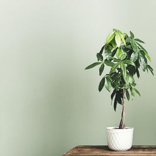 Pachira aquatica (Guiana Chestnut or Money tree) in a white flower pot on the wooden table isolated on a light green background