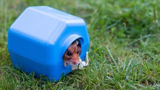 Hamster in little blue house