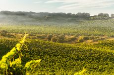 Ramon Bilbao vineyards