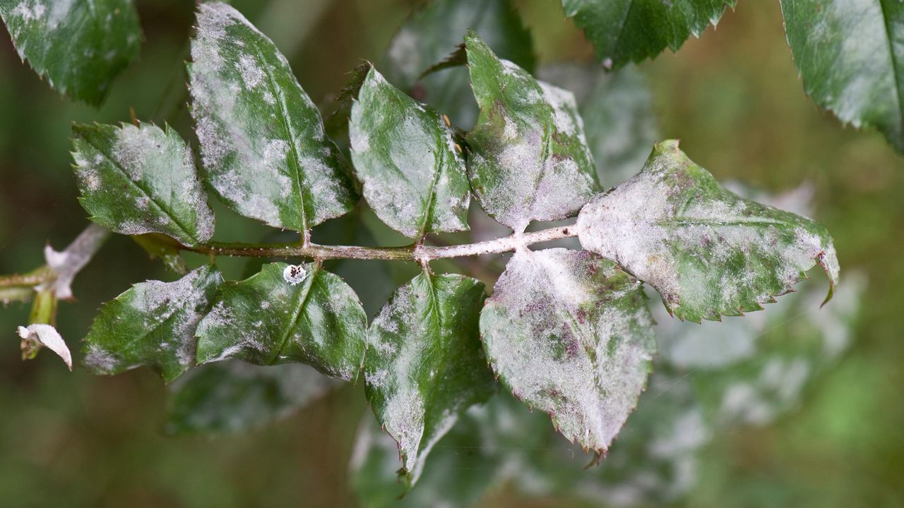 Powdery mildew, Podosphaera pannosa, on rose leaves