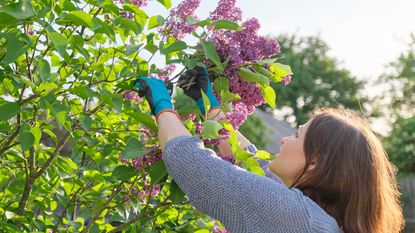 pruning lilac