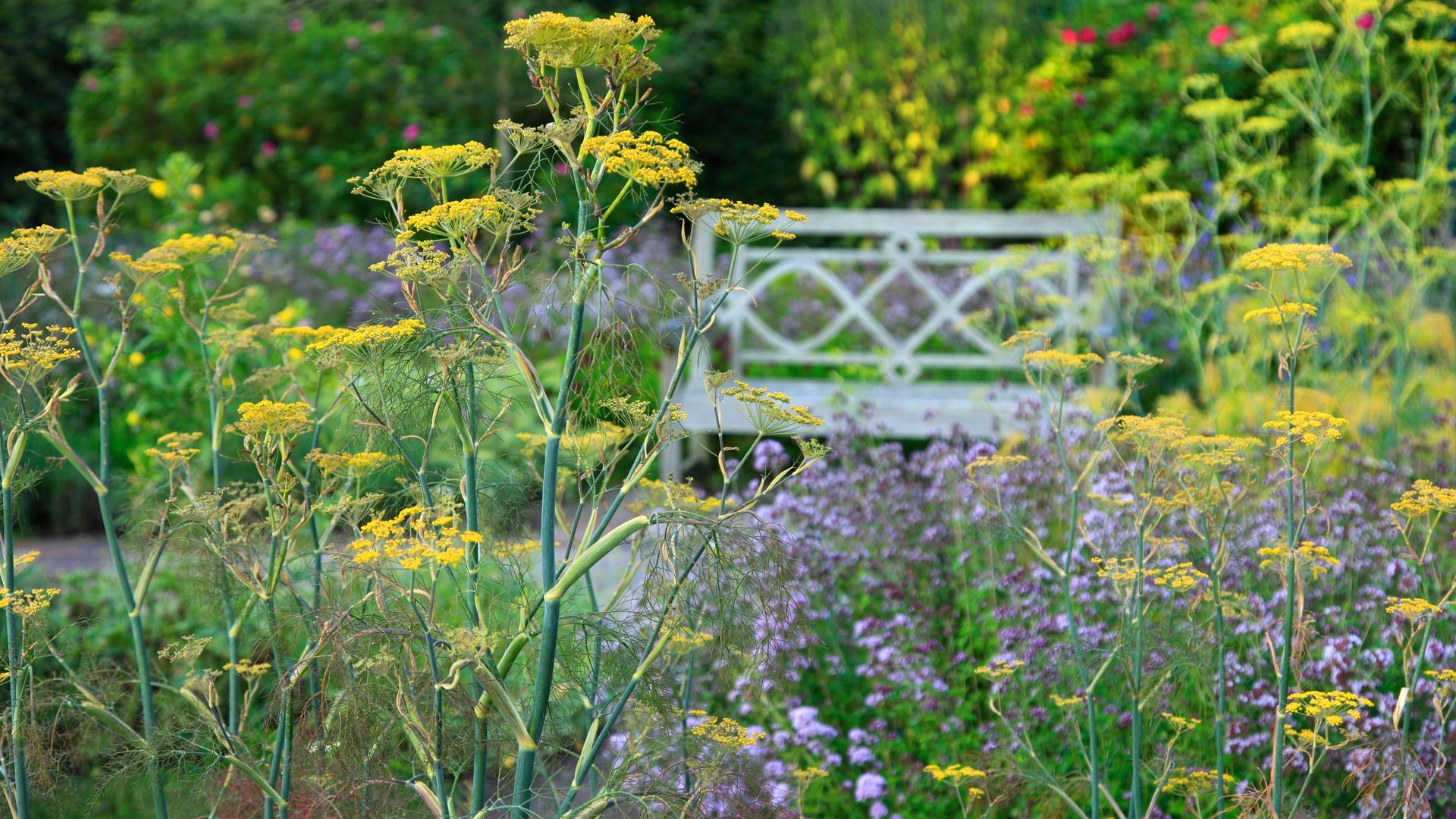 Wildlife garden with pollinators