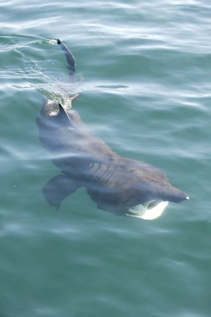 A basking shark feeding. 